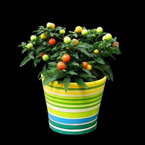 апельсиновое дерево