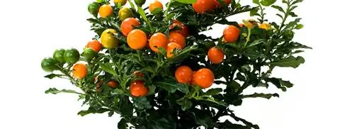 Апельсиновое дерево: Solanum pseudocapsicum