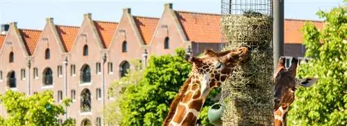 Знакомьтесь, Джоб, смотритель животных и наш новый обозреватель