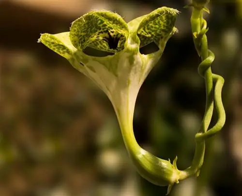 Китайский фонарик