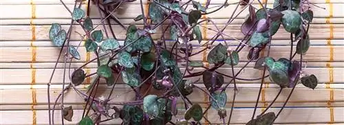 Китайский фонарик: Ceropegia woodii