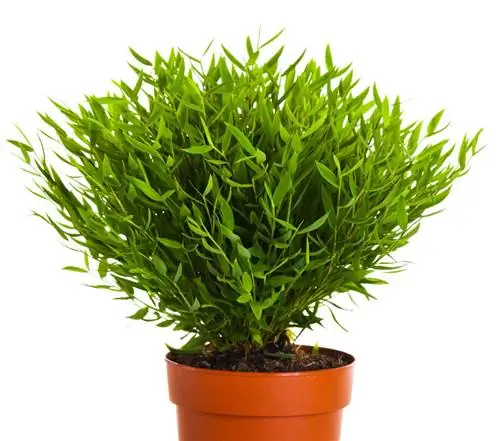 комнатный бамбук