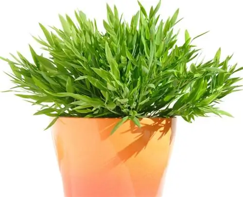 комнатный бамбук