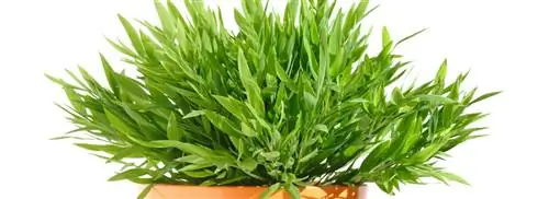 Комнатный бамбук: Pogonatherum