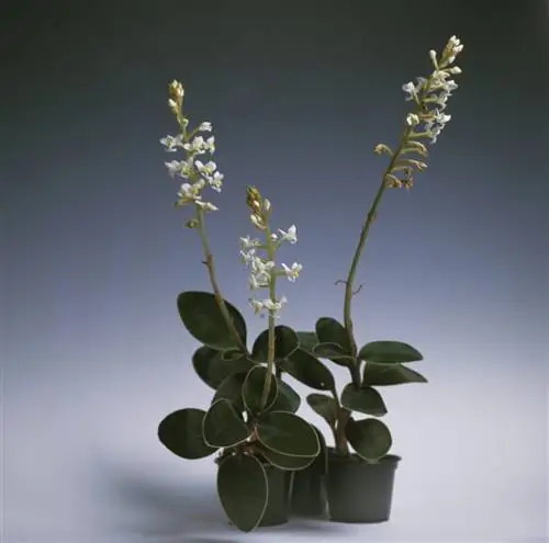 земляная орхидея