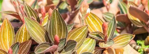 Орхидея: обесцвечивание Лудизии