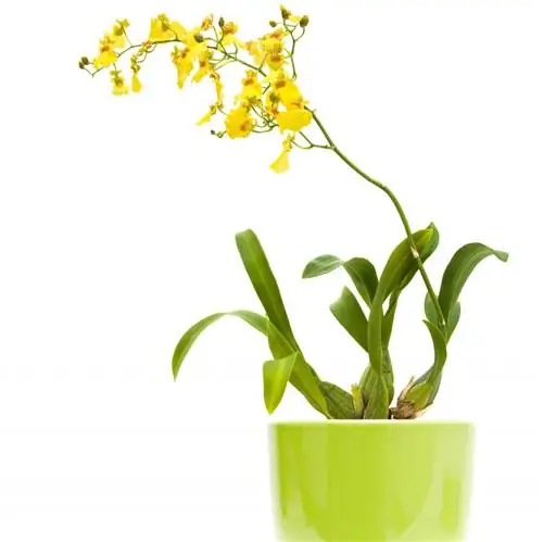 Тигровая орхидея