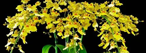 Тигровая орхидея: Онцидиум