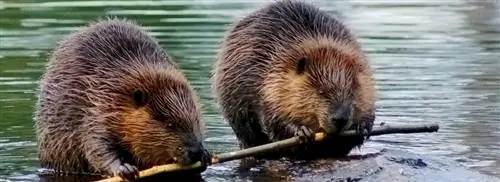 Все больше и больше бобров в голландских водах