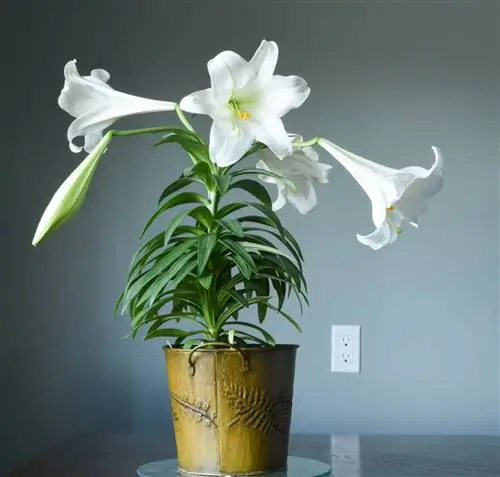 горшечная лилия