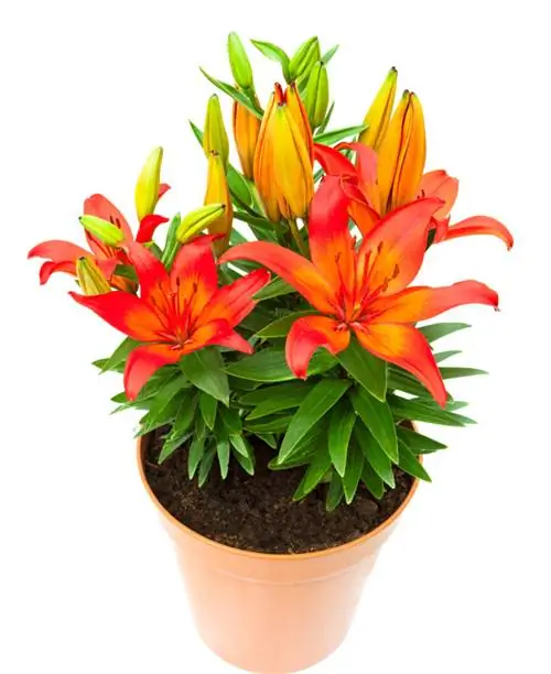 горшечная лилия