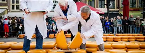 Сырный сезон открылся первым в этом году сырным рынком в Алкмаре