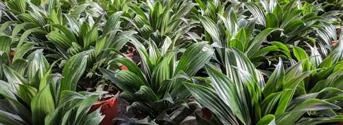 Драцена компактная