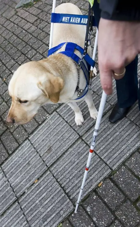 руководство