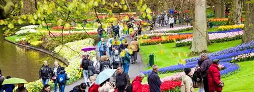 Наслаждаемся цветочными луковицами в Кекенхофе в 70-й раз