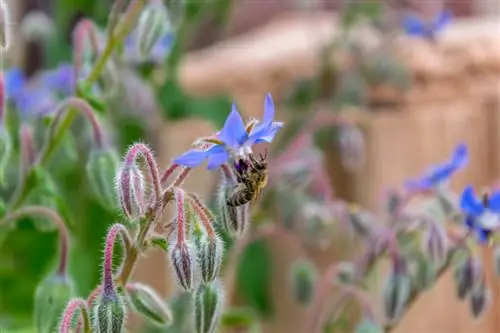 Национальный день сева