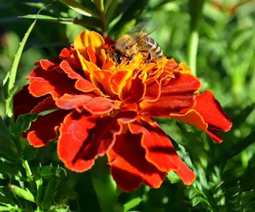 Национальный день сева