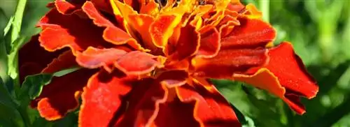 Примите участие в Национальном дне посева пчел и получите бесплатные семена цветов из специальных продовольственных банков