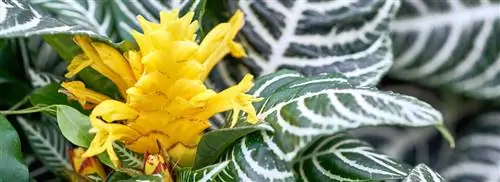 Растение-зебра: Aphelandra squarrosa
