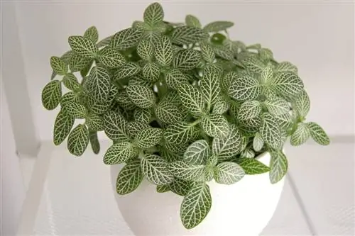 Фиттония вершаффельтии