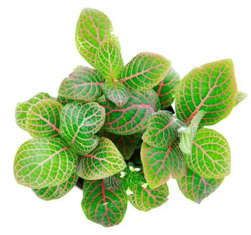 Fittonia verschaffeltii