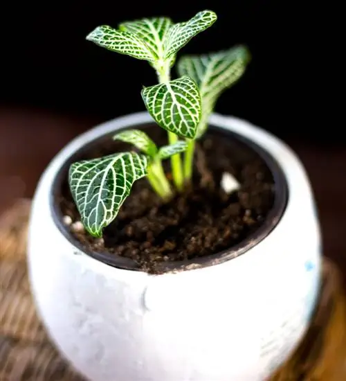 Фиттония вершаффельтии