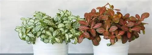 Мозаичное растение: Fittonia verschaffeltii