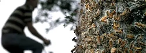 Гусеницы дубовых процессий, вероятно, побьют собственный рекорд