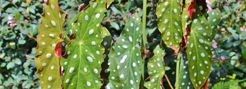 Бегония пунктирная: Begonia maculata