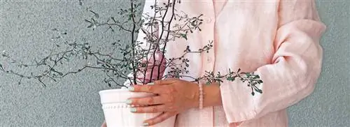 Зигзагообразное растение: Корокия