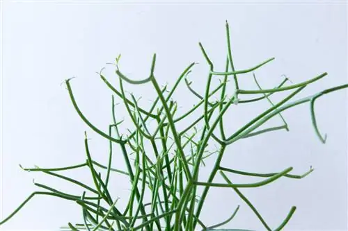 карандашный завод