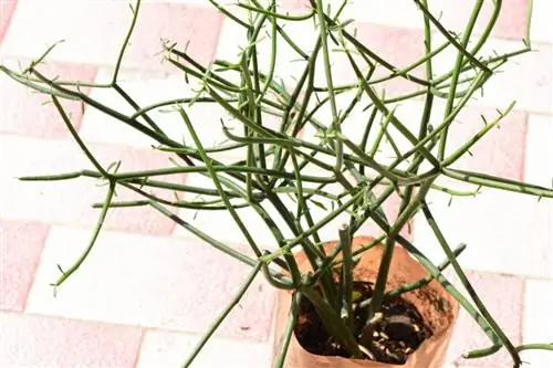 карандашный завод