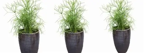 Карандашное растение: Euphorbia tirucalli