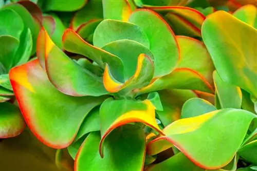 Каланхоэ тирсифлора