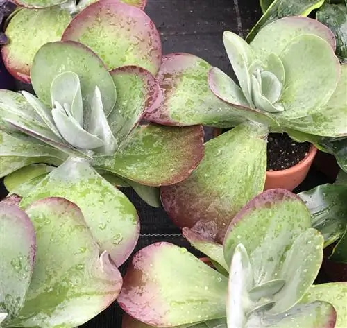 Каланхоэ тирсифлора