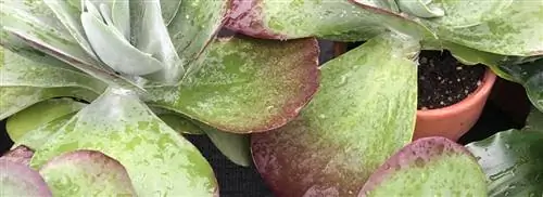 Каланхоэ тирсифлора