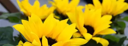 Подсолнух в горшке: Helianthus Sunsation и Helianthus Pacino