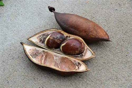 Castanospermum australe