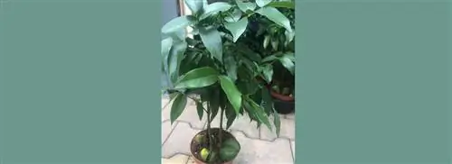 Австралийский каштан: Castanospermum australe