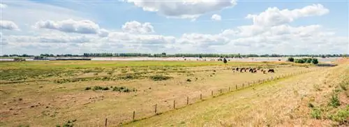 Сухое лето - проклятие для природы, но благословение для некоторых животных