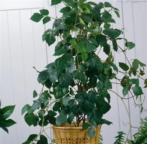 Циссус ромболистный