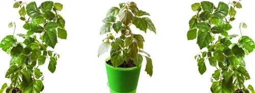 Королевская лоза: Cissus rhombifolia