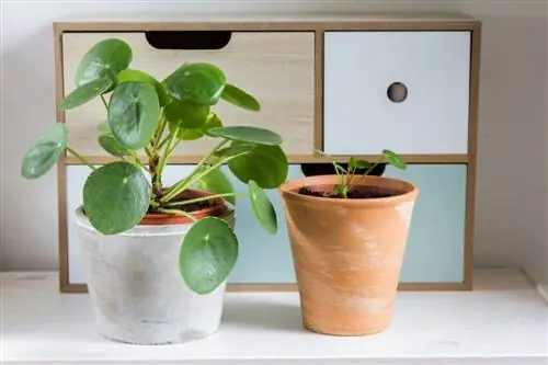 обзор комнатных растений