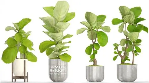 обзор комнатных растений