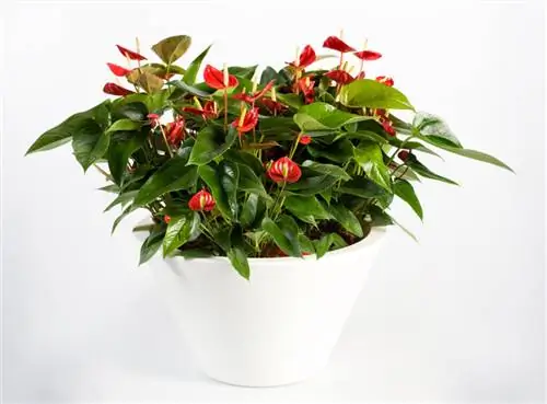 обзор комнатных растений