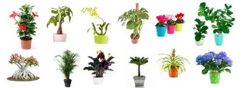 150-е комнатное растение в MAX Today обзор комнатных растений