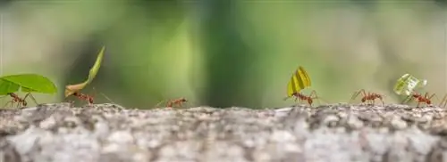 &8216;Голландские муравьи все кусаются’