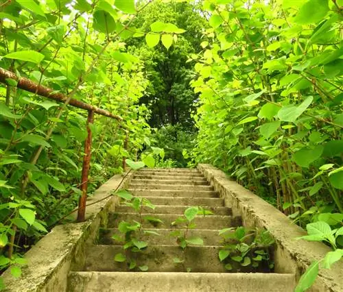 Горец японский