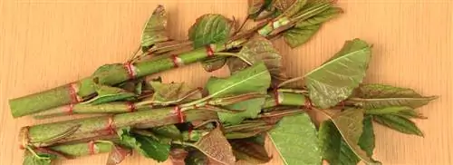 Горец японский, вредитель сада и природы, до сих пор широко доступен в цветочных магазинах