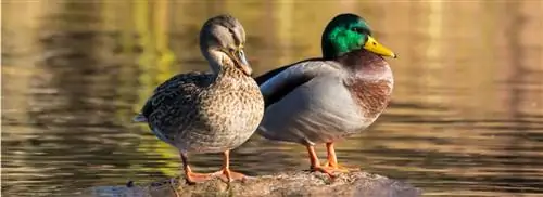 Куда пропали селезни?